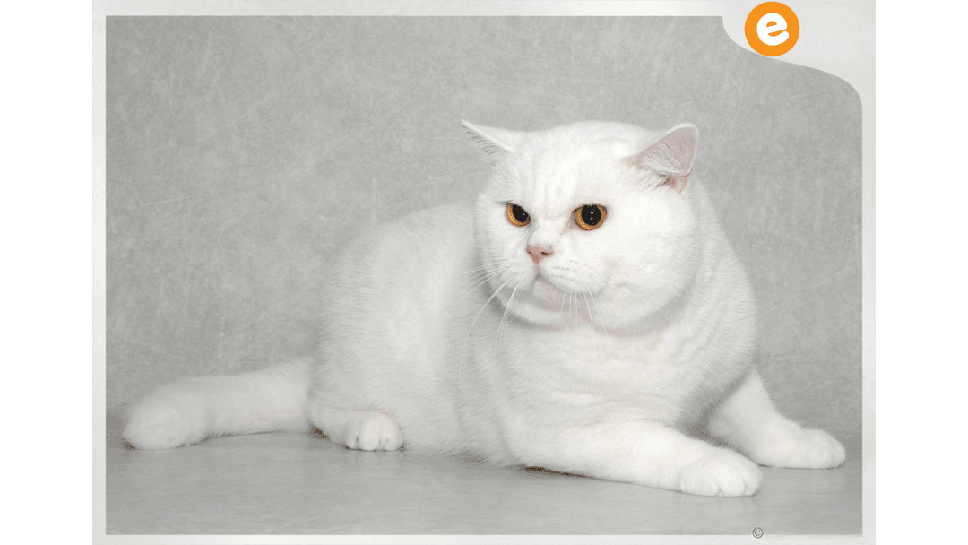 Biritish Shorthair 
