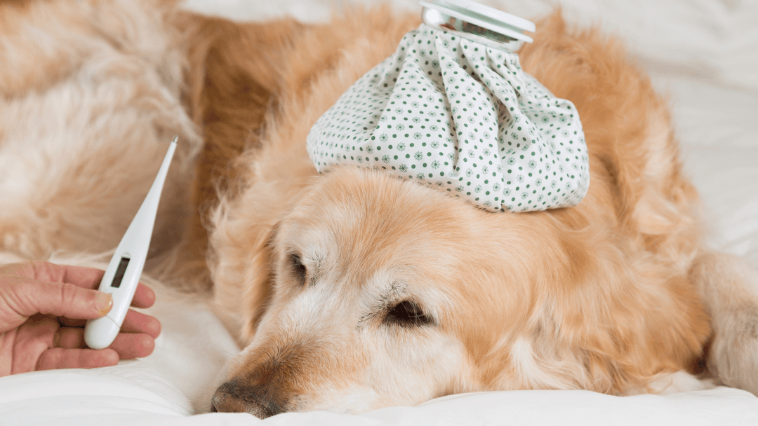 Hastalık belirtileri gösteren ve ateşi ölçülen hasta köpek.