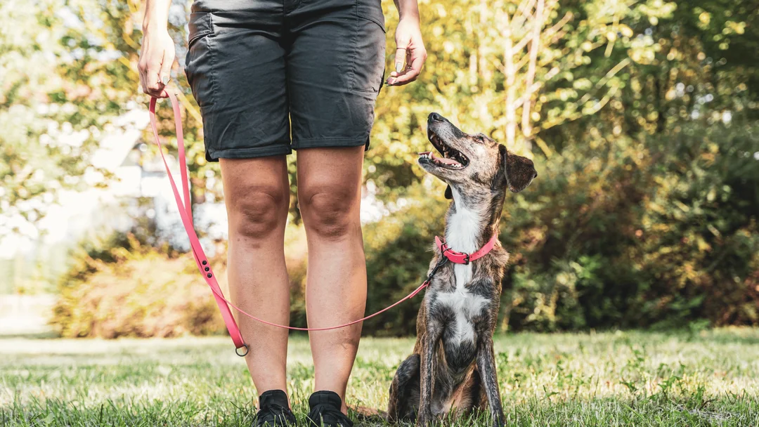 Köpek eğitimi sırasında ödül yöntemiyle komut uygulaması.