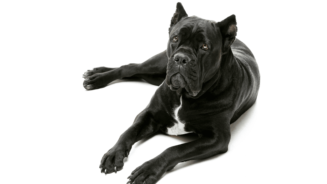 Beyaz arka planda uzanmış siyah Cane Corso köpeği.