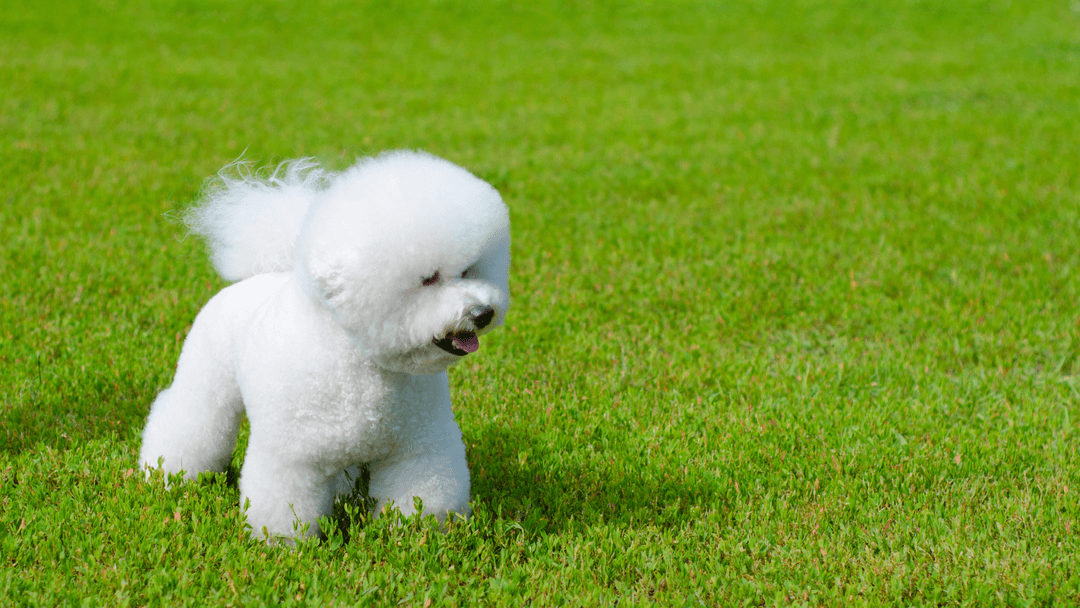 Bichon Frise