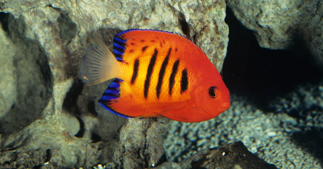 Centropyge Narcosis