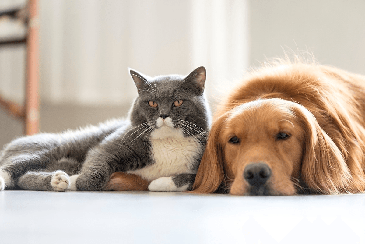 Kediler ve Köpekler Birbirlerinin Mamasını Tüketebilir Mi?
