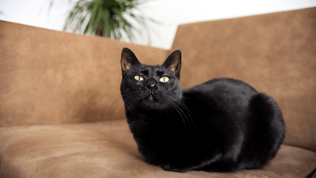 Black Bombay Cat