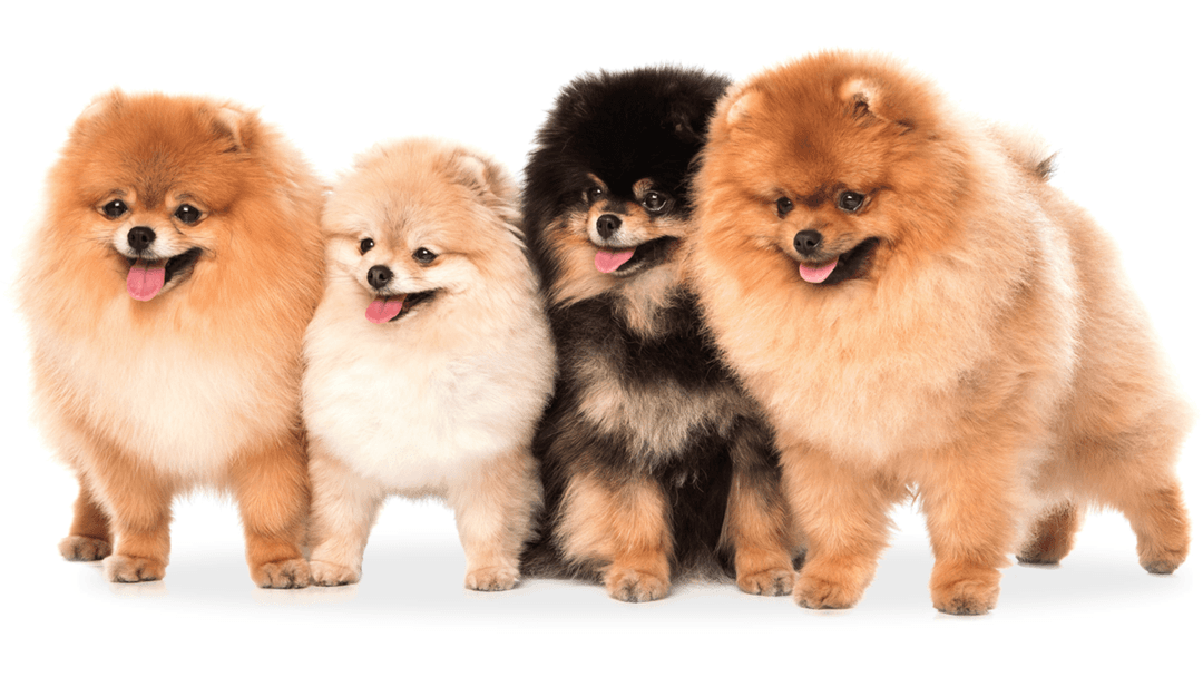 Pomeranian