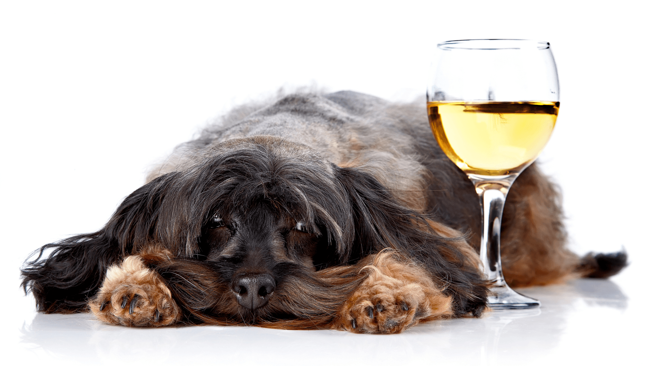 Köpeğinizin Alkol ve Çikolata Yediğinde Yapmanız Gereken İlk Yardım Adımları