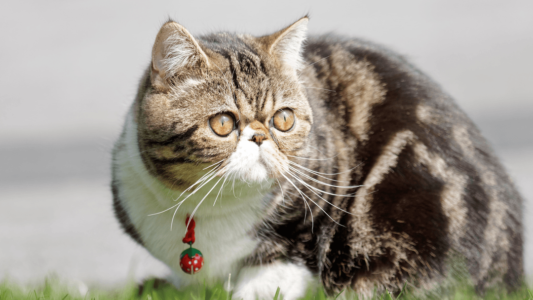 Exotic Shorthair