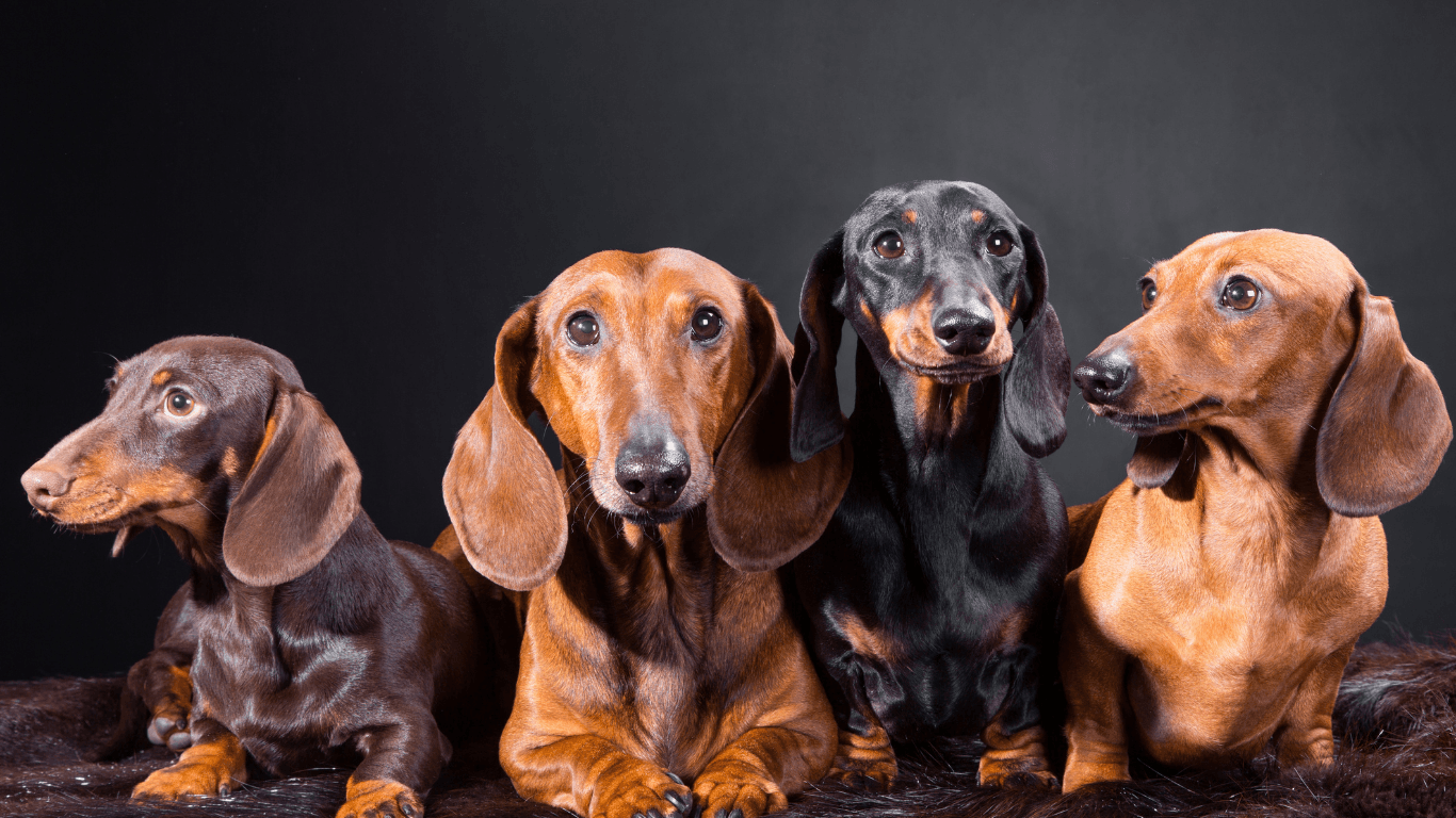 Dachshund Rehberi: Bakımı, Özellikleri ve Tarihçesiyle Sevimli "Sosis Köpek"