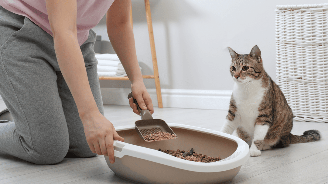 Kedi kum kabını temizleyen kişi ve yanında bekleyen kedi.