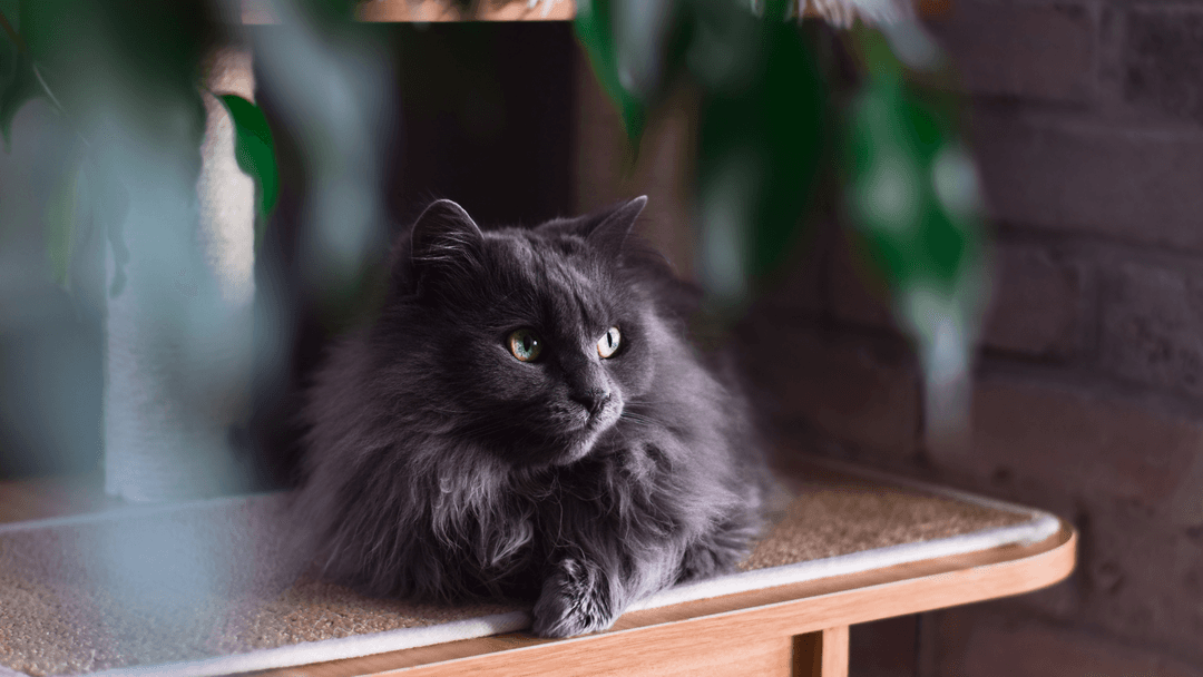 Black Chantilly Cat