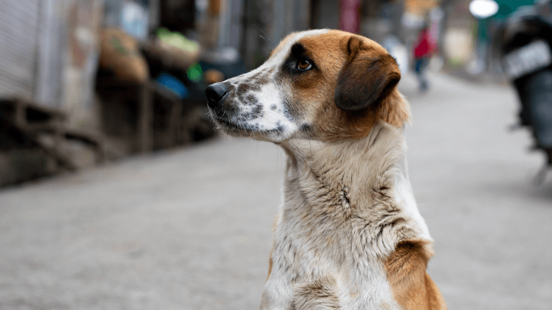 Sokakta oturan dikkatli bakışlı sokak köpeği.