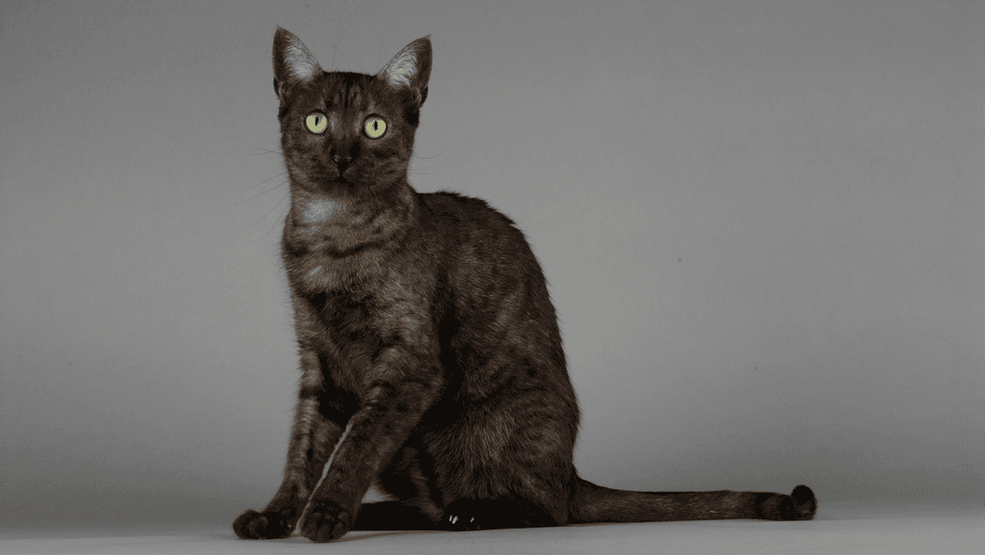 Black Cornish Rex Cat