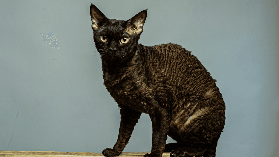 Siyah Devon Rex kedisi ahşap yüzeyde oturuyor.