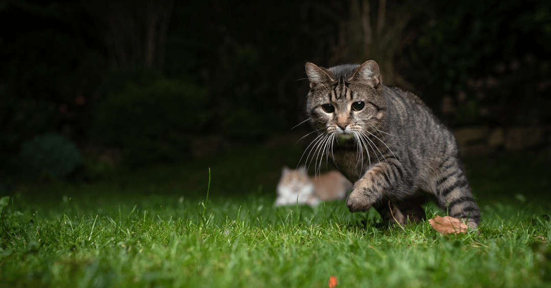 Gece çimlerde avlanan hareket halindeki kedi