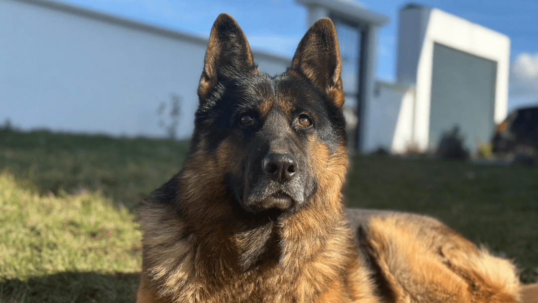 Alman Çoban Köpeği Panter