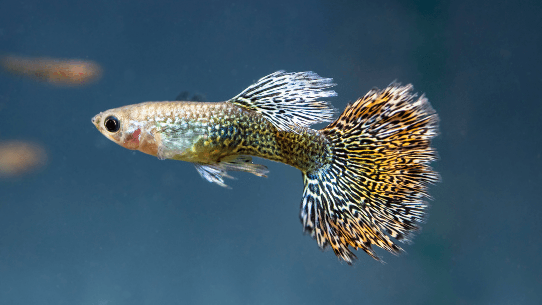 Lepistes (Guppy)
