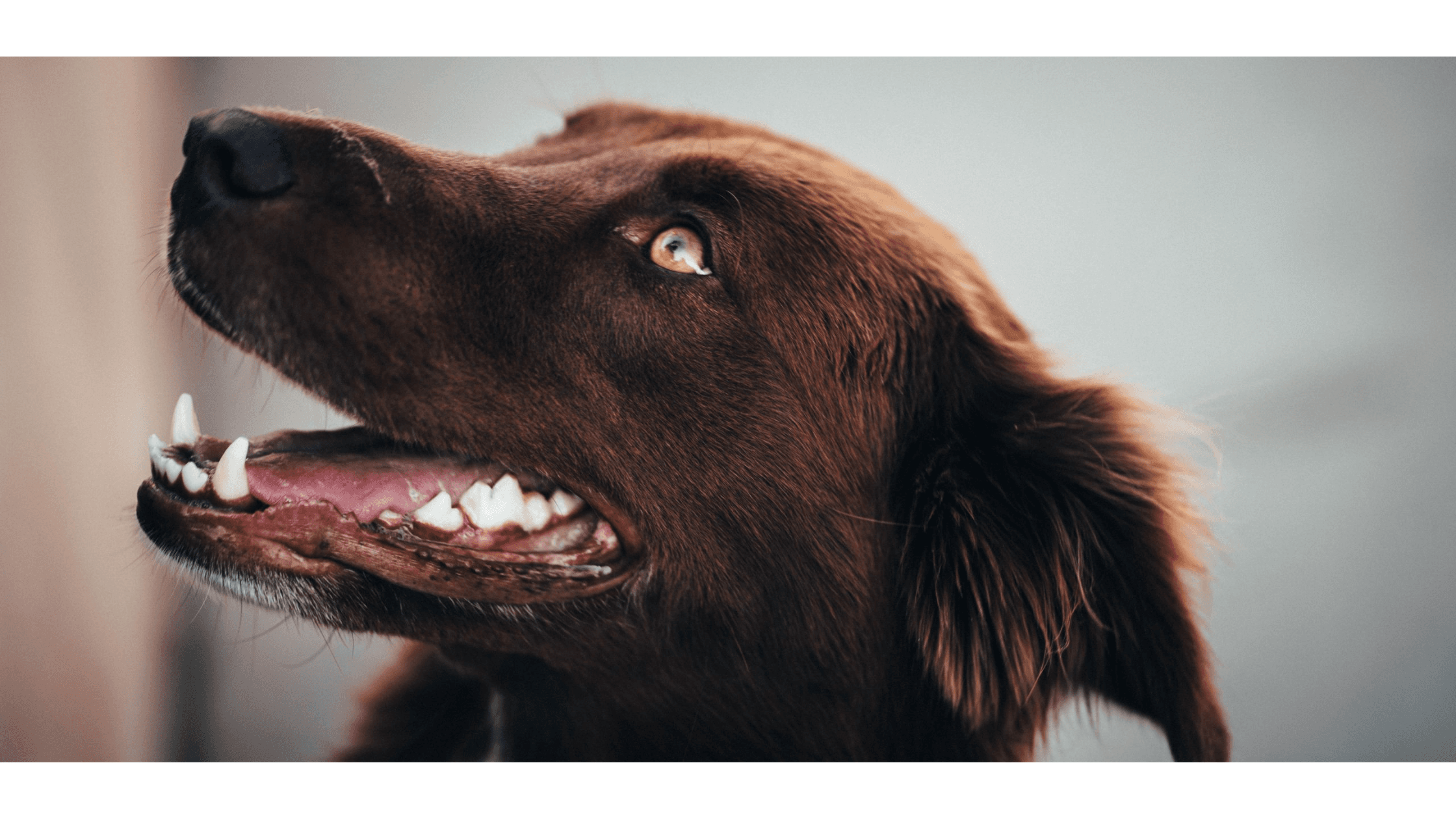 Köpeklerde Diş Temizliği ve Diş Bakım Rehberi