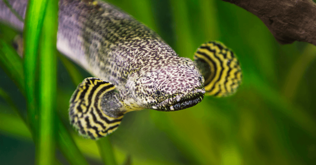 Polypterus Mokelembembe