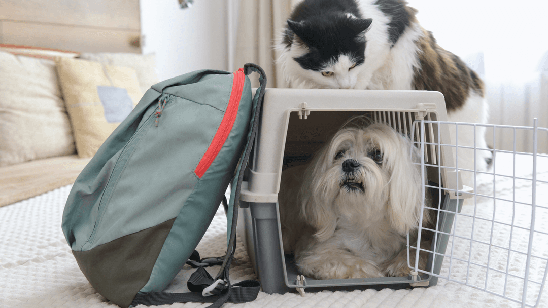 Ev içinde taşıma kutusunda köpek ve yanında kedi.