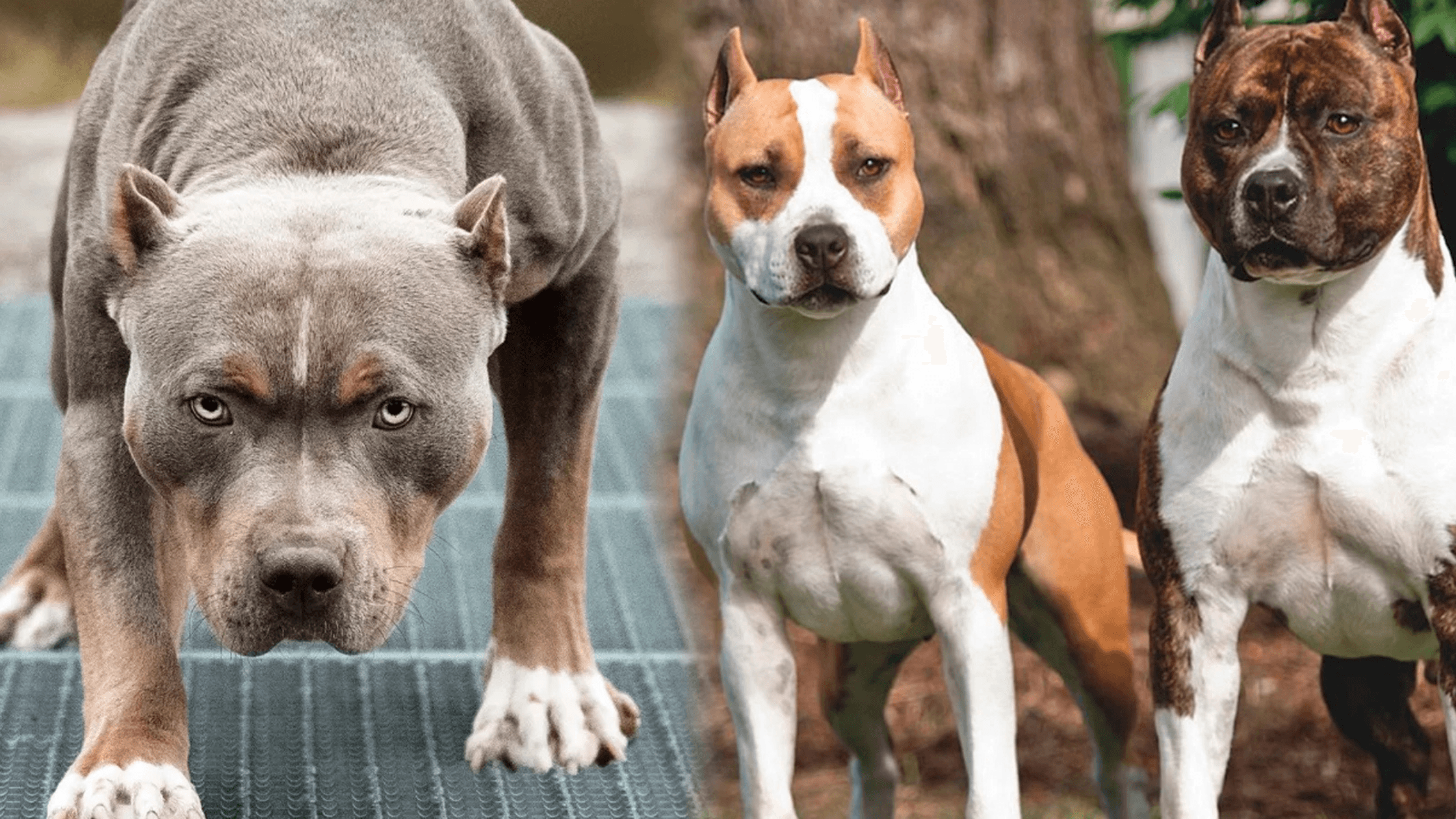 Yasaklı Köpek Irkları Kanunu Ne Demektir? Türkiye'de Yasaklı Köpek Irkları Hangileridir?