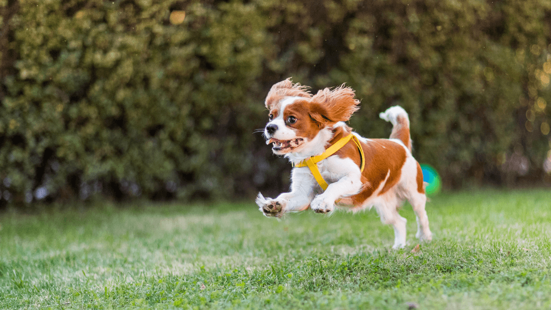 Cavalier King Charles Spaniel 