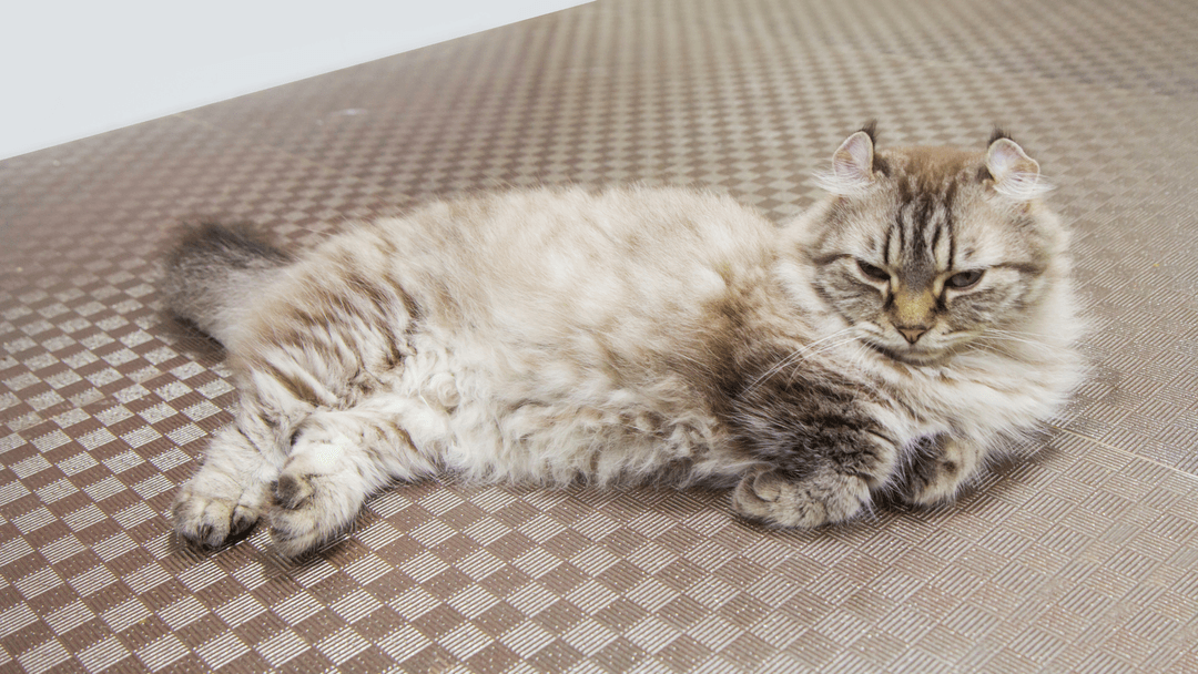 American Curl kedisi kıvrık kulaklarıyla yerde uzanıyor