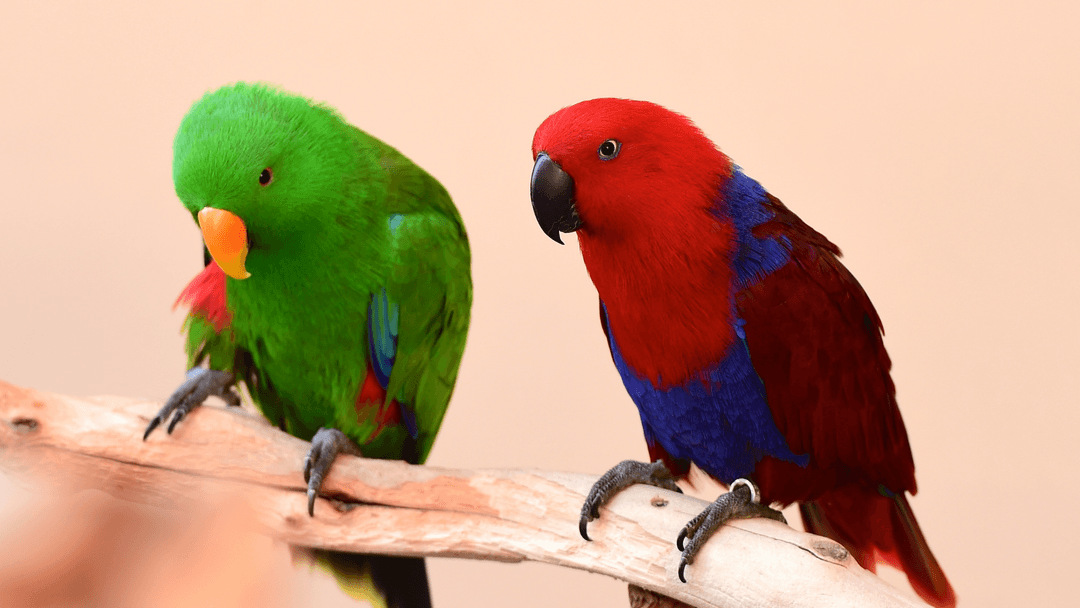 Renkleriyle dikkat çeken kırmızı dişi ve yeşil erkek Eclectus papağanı birlikte dalda oturuyor.