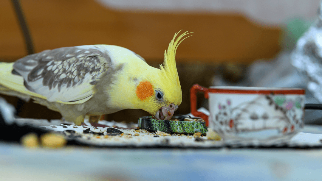 Sultan Papağanı (Cockatiel)