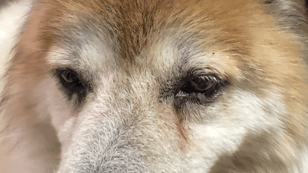 Köpekte hafif göz kızarıklığı ve akıntı belirtisi.