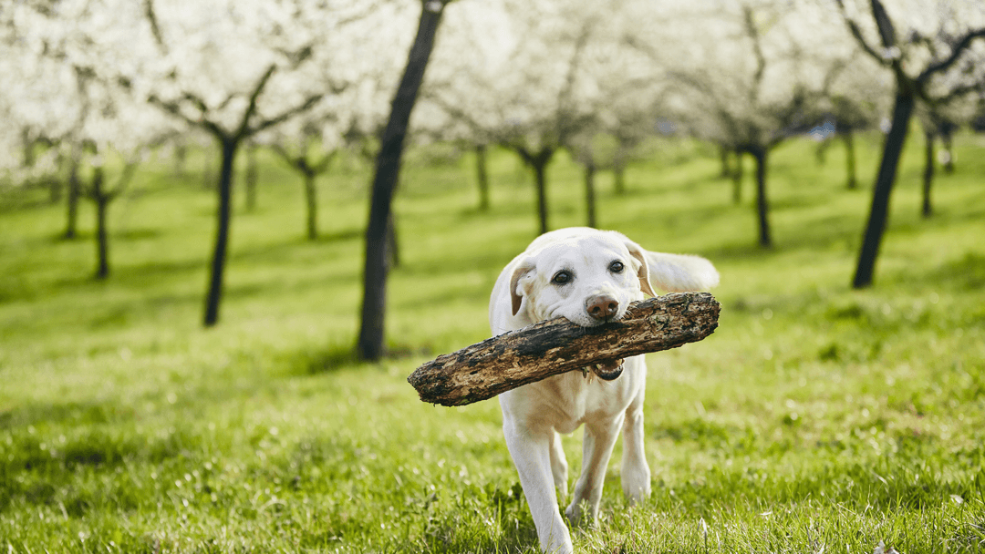Yeşil bahçede büyük dal taşıyan enerjik Labrador Retriever.