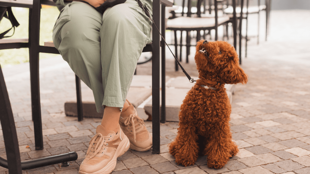 Pet-friendly kafede sahibinin yanında oturan kahverengi kıvırcık köpek.
