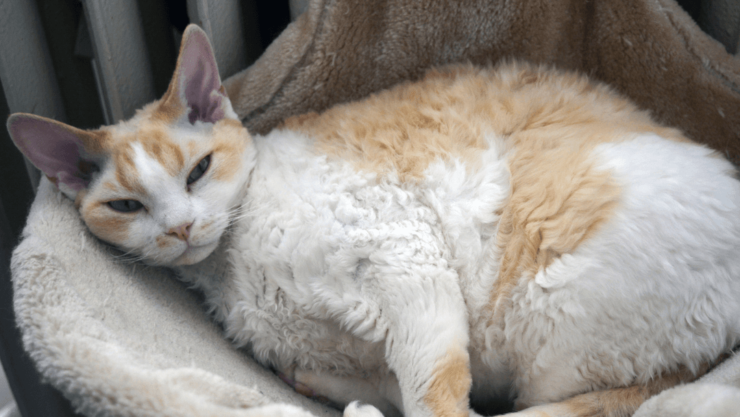 Tüylü Devon Rex kedisi rahat bir yatakta dinleniyor.