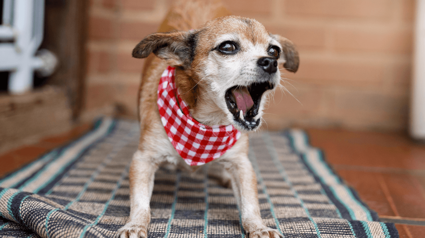 Köpeğiniz Sürekli Havlıyor mu? İşte Bu Sorunu Çözmek İçin 7 Pratik Öneri!