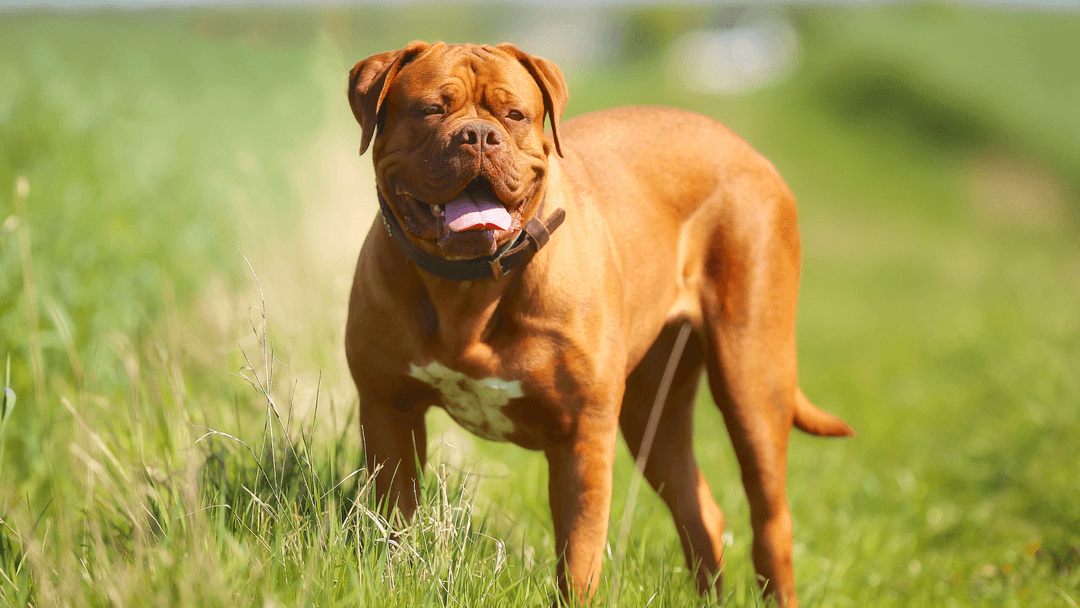 Fransız Mastiff