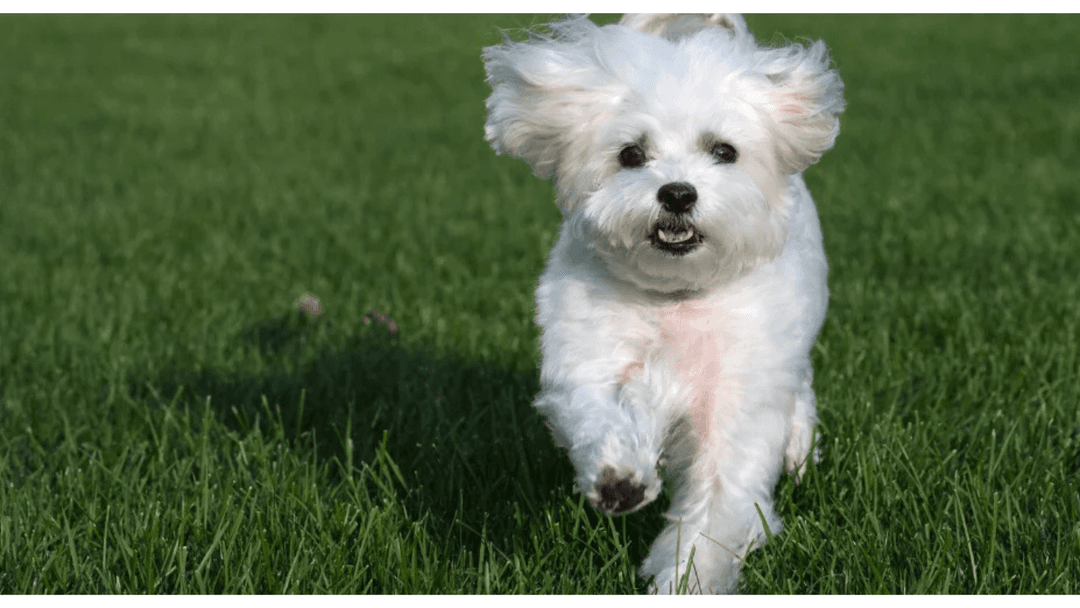 Maltese