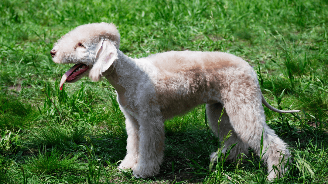 Bedlington Terrier Çimlerde – Enerjik ve karakteristik zarif bir köpek.