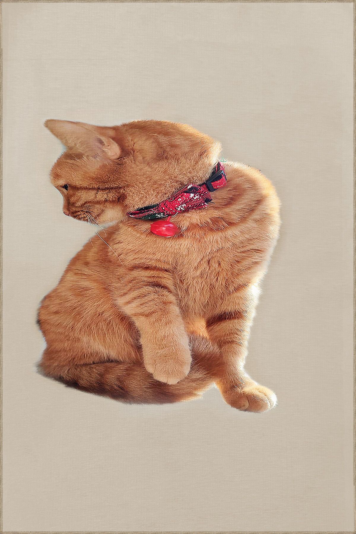 Kedi Desenli Hayvan Çocuk Odası Halısı Dekoratif Halı miravip203