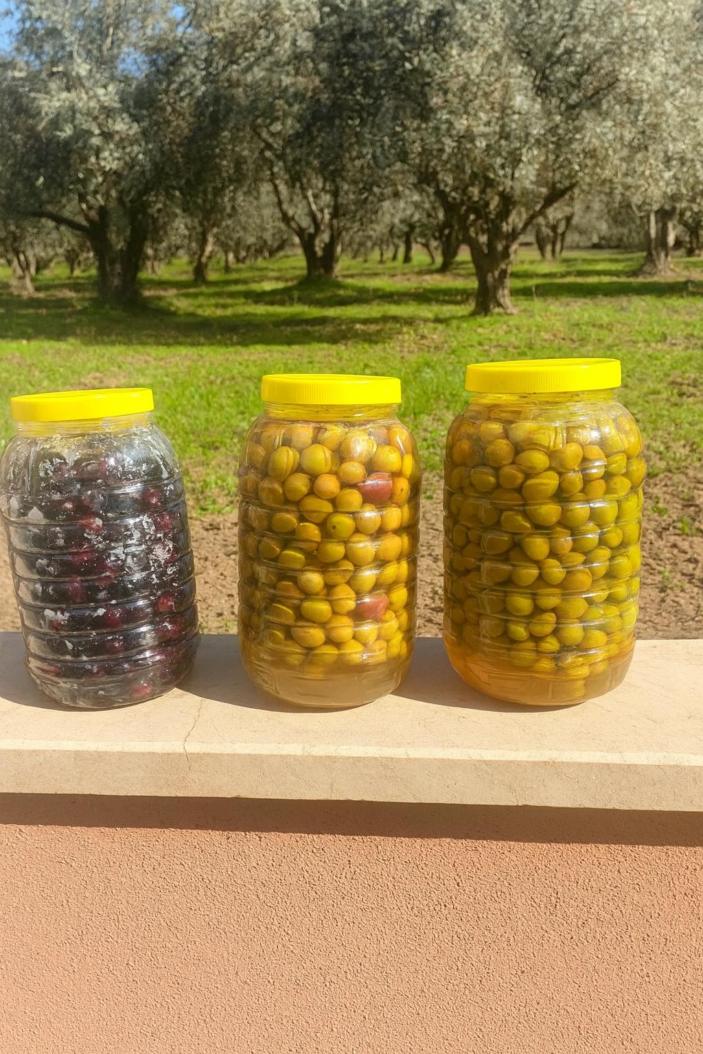 Senorad’Oliva Edremit Havran’dan Organik Yeşil Kırma Zeytin Yeni Mahsul 🫒