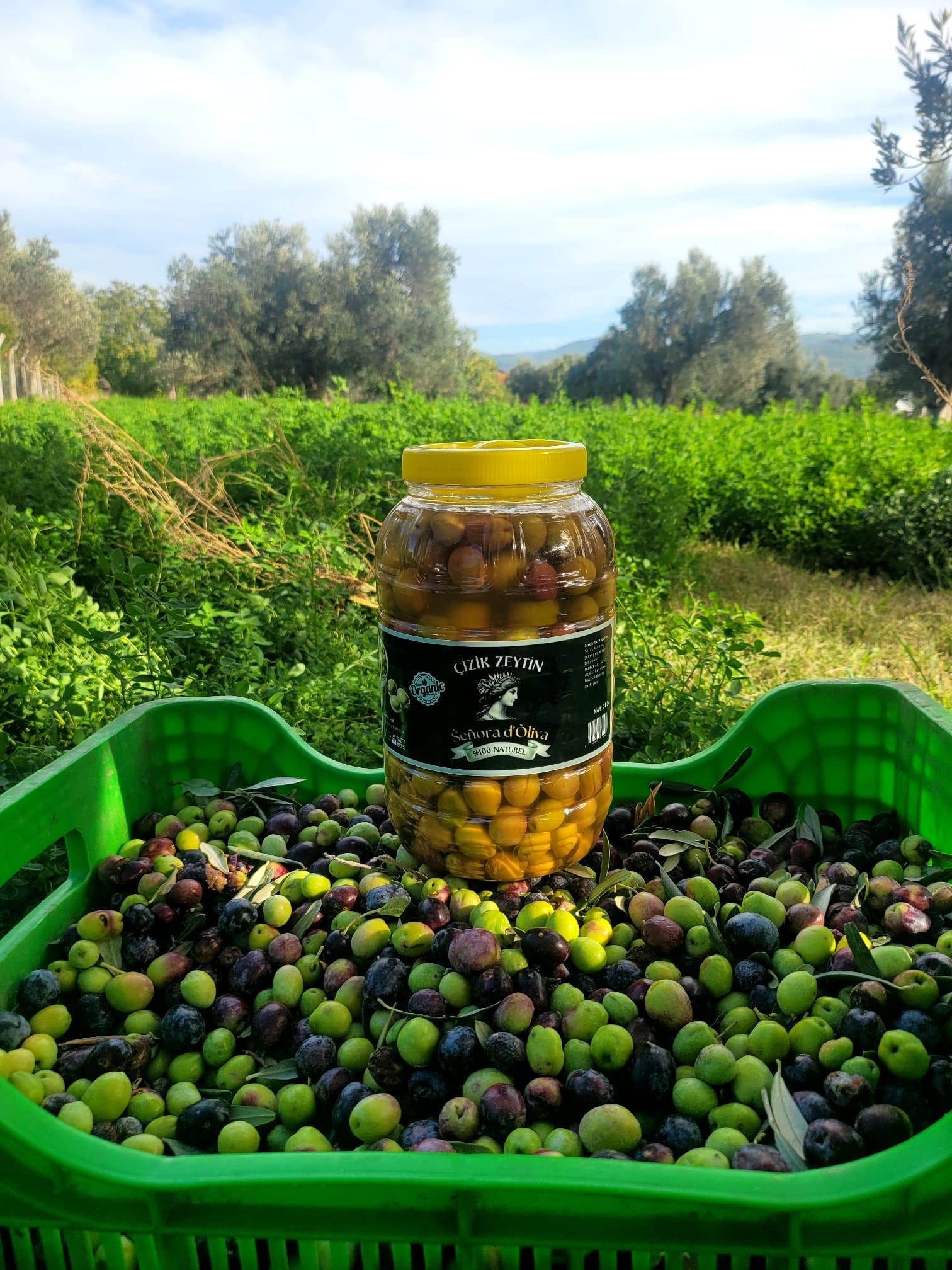 Senorad'Oliva Çizik Zeytin 3 Kg