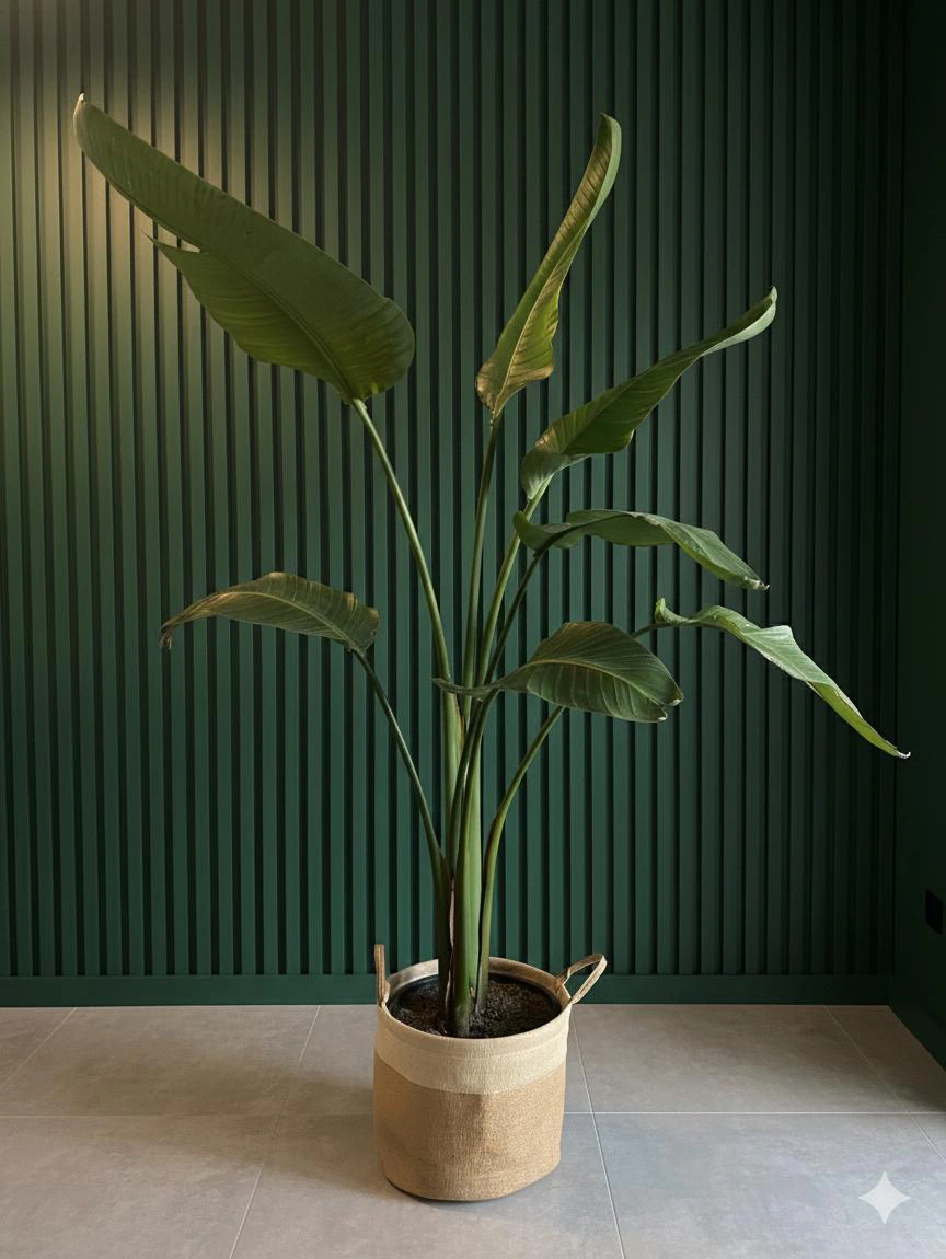 Starliçe (Cennet Kuşu Çiçeği)