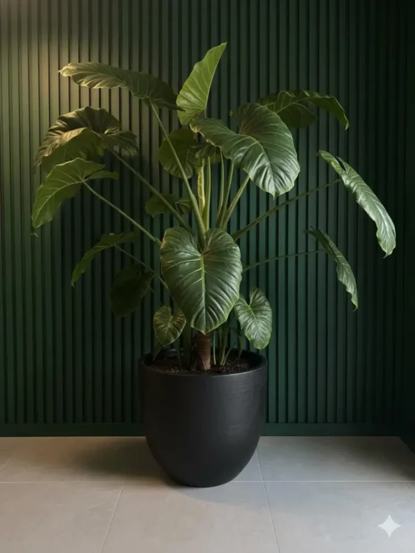 Alocasia (Fil Kulağı)