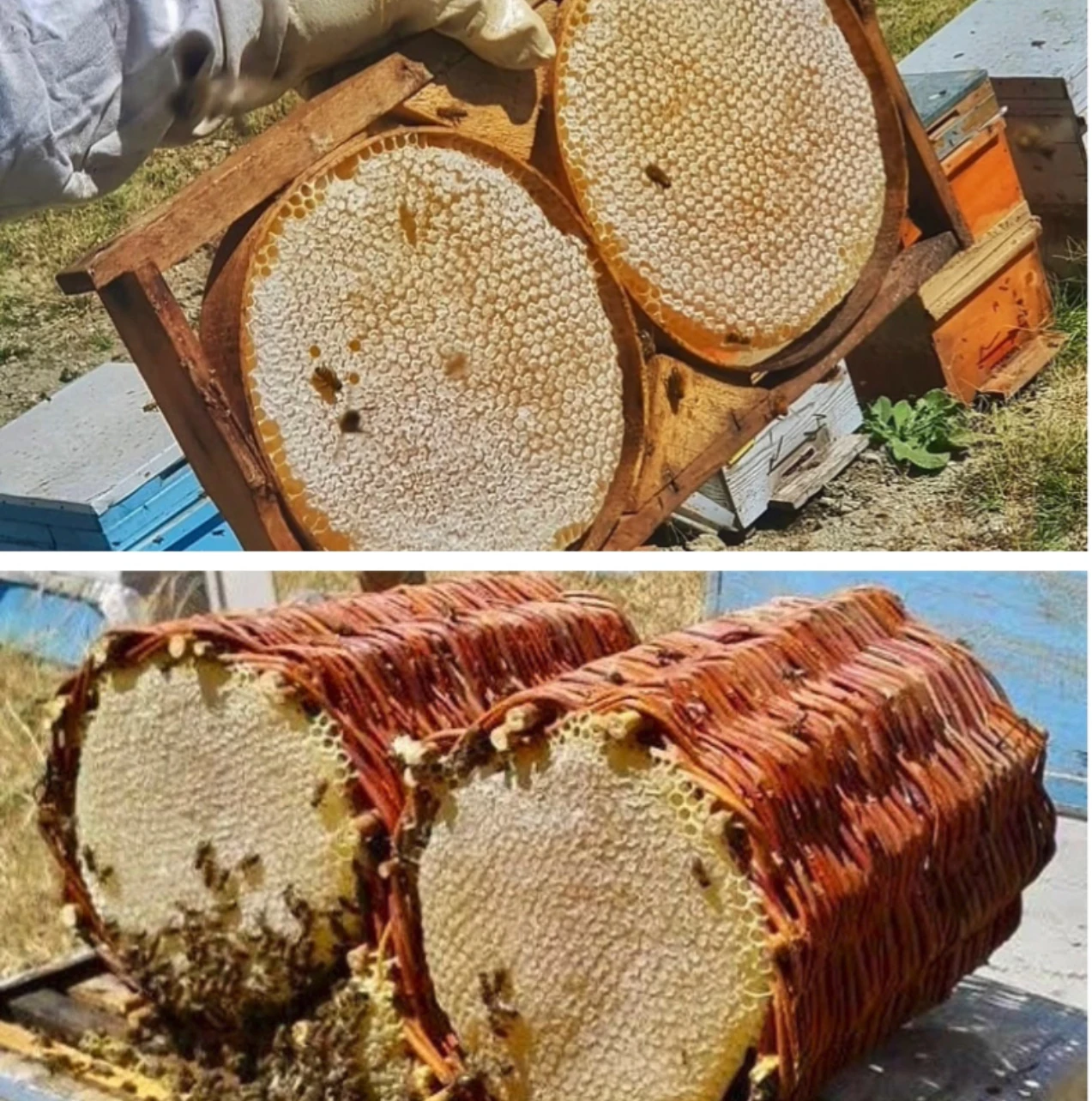 Karakovan Sepet ve Kasnak Bal Arasındaki Fark