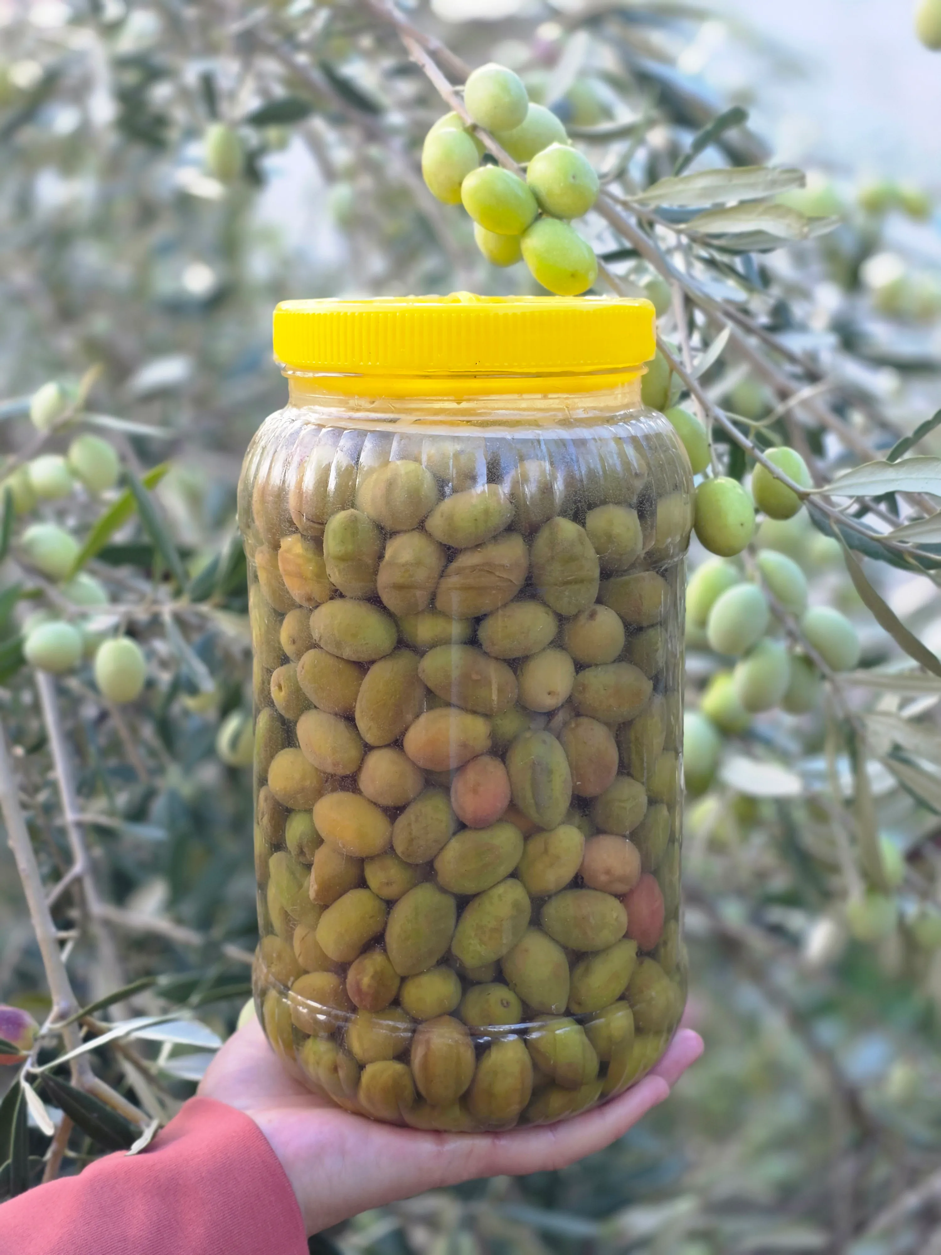 Kırma Yeşil Zeytin 3 Litrelik bidonda net 2 Kg