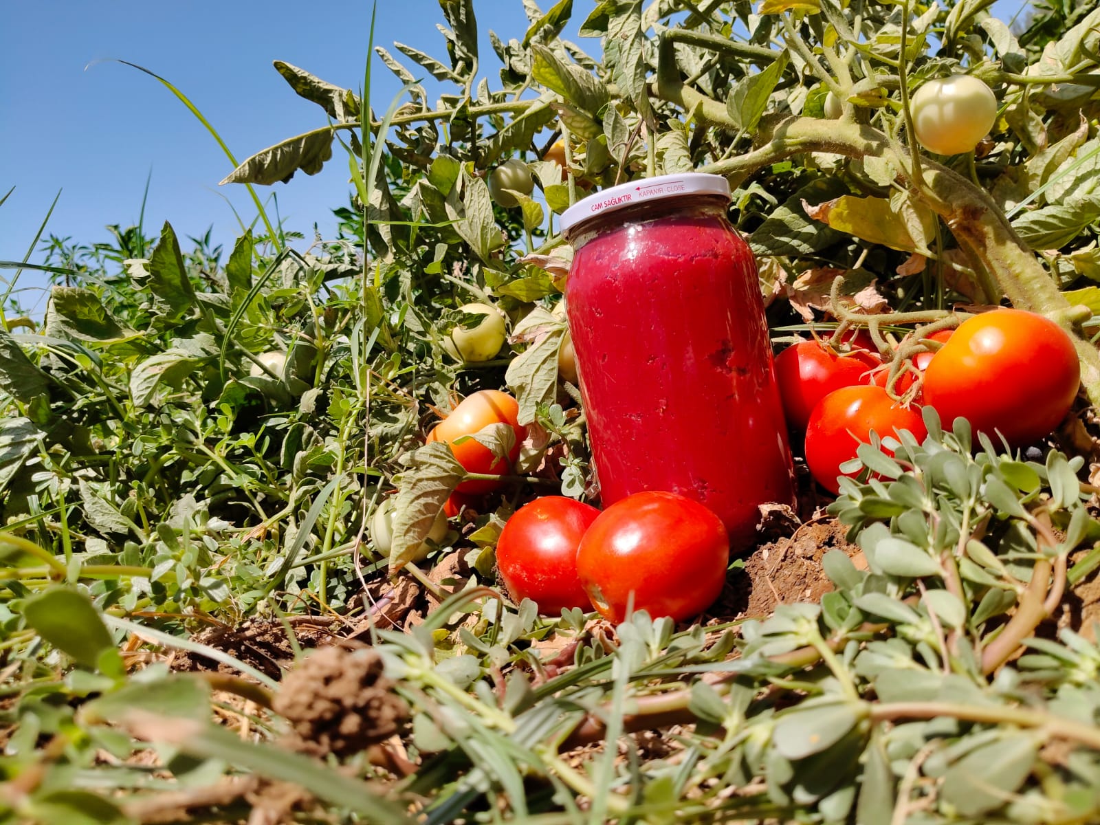 Domates Salçası - Güneşte Oldurma, Katkısız
