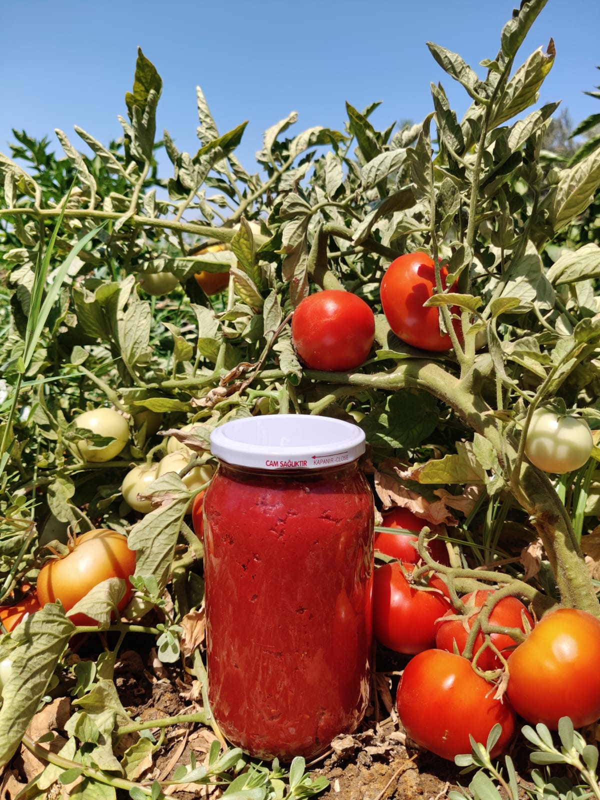 Domates Salçası - Güneşte Oldurma, Katkısız