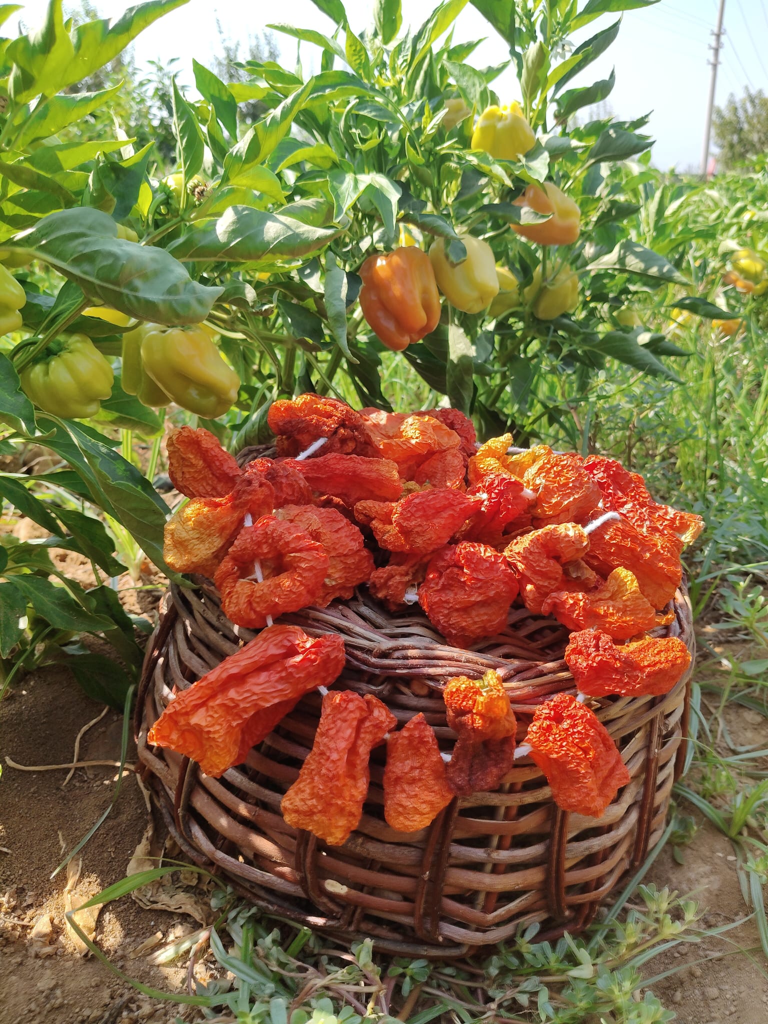 Doğal Kurutulmuş Dolmalık Kırmızı Biber – İpe Dizili (40-45 Adet)