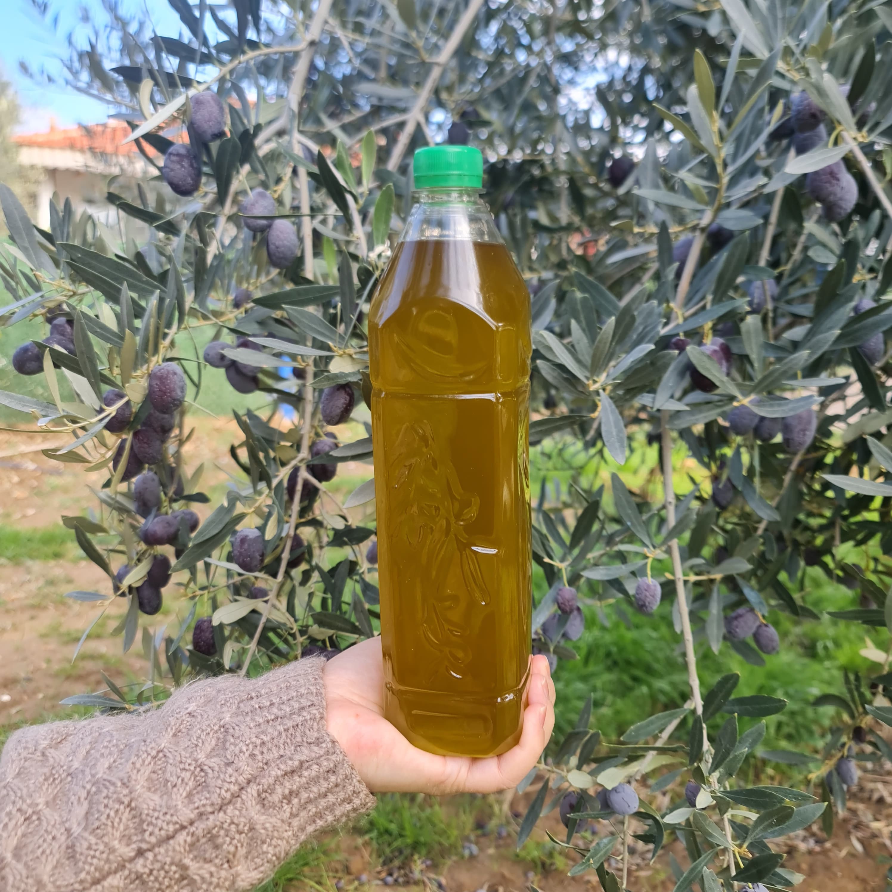 Olgun Hasat Zeytinyağı - Tek Bahçenin Ürünü