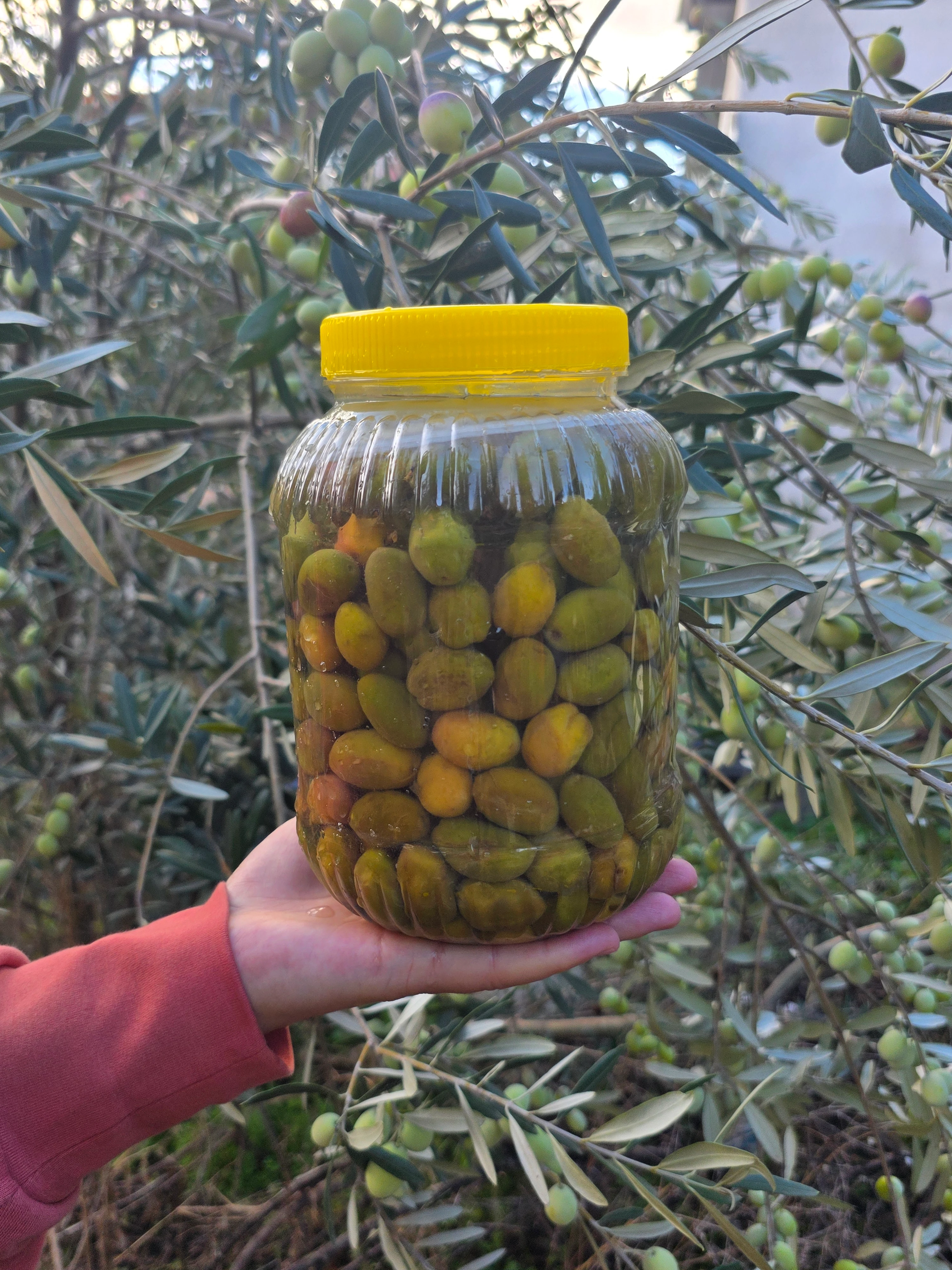 Kırma Yeşil Zeytin 2 Litrelik bidonda 1 Kg