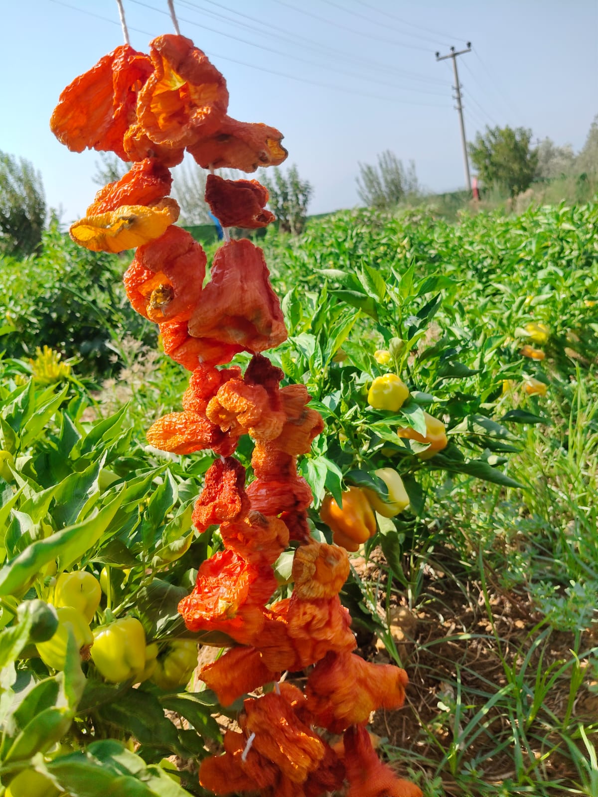Doğal Kurutulmuş Dolmalık Kırmızı Biber – İpe Dizili (40-45 Adet)