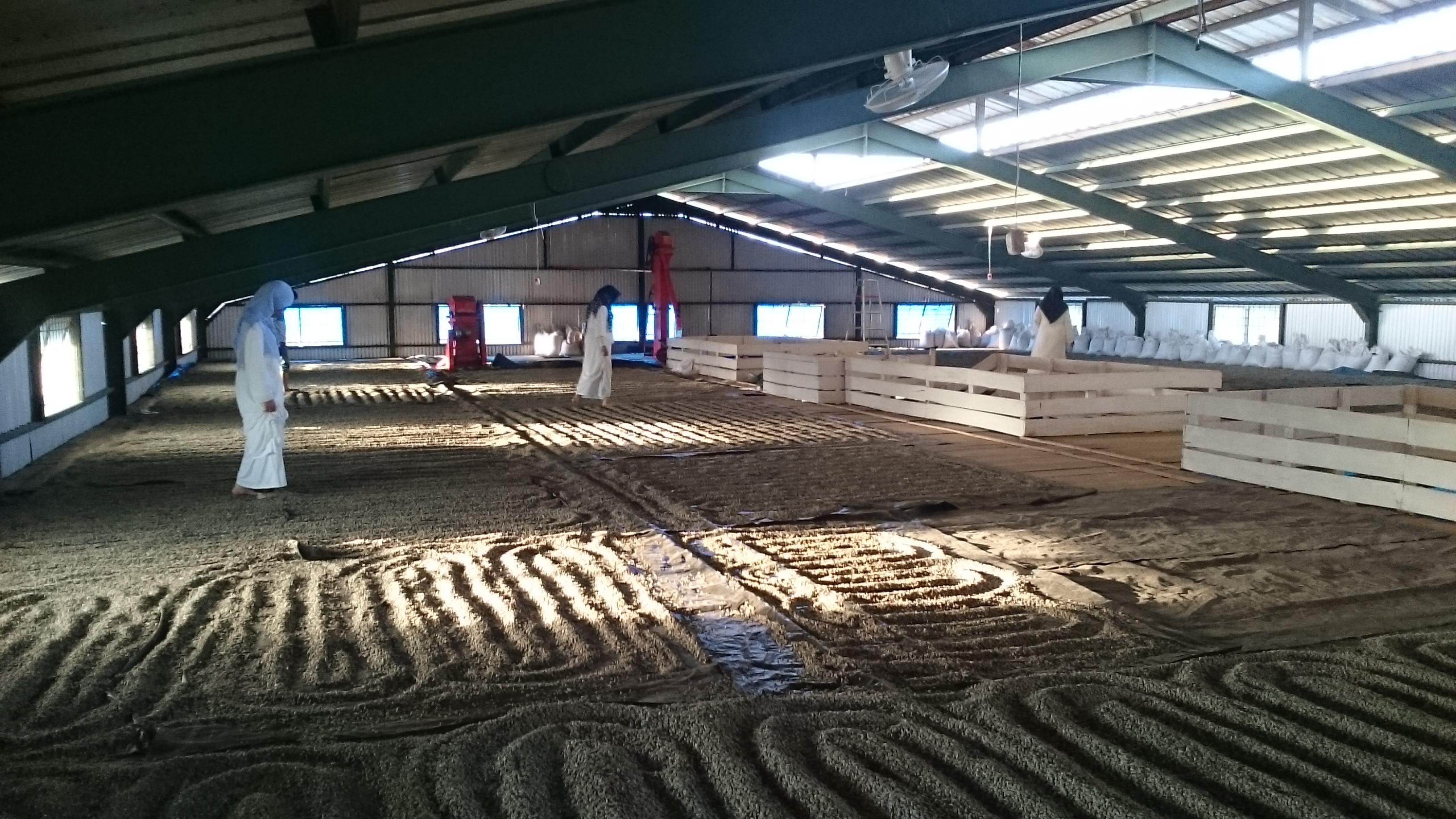 Indonesia Frinsa Estate — Honey Saccharomyces cerevisiae #1